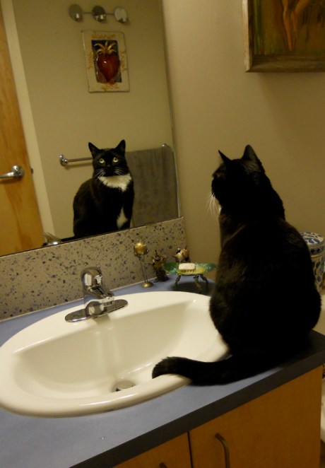 Rimpoche Taxicab II, prettiest cat in the mirror.