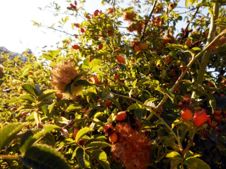 dknSeptWalkingAdventure4