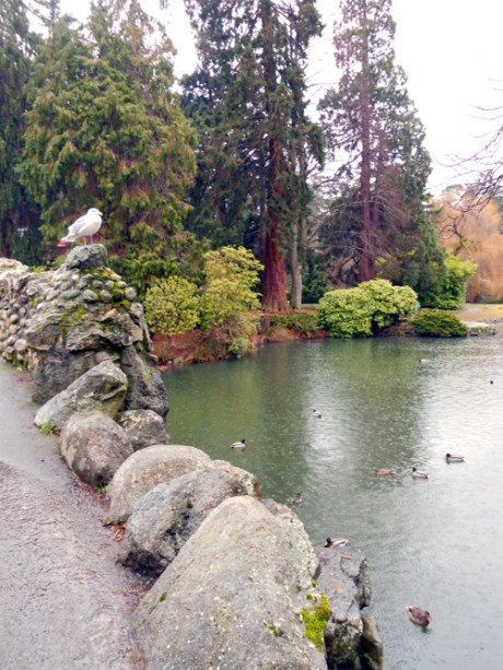 dknRainyParkAndSeagull