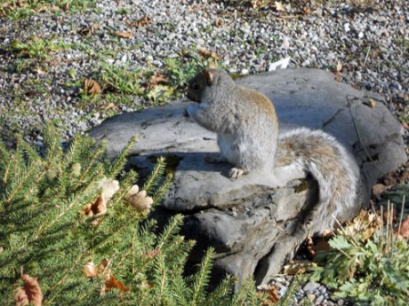 Les écureuils partout!