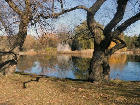 Twisty trees, shadows and reflections.