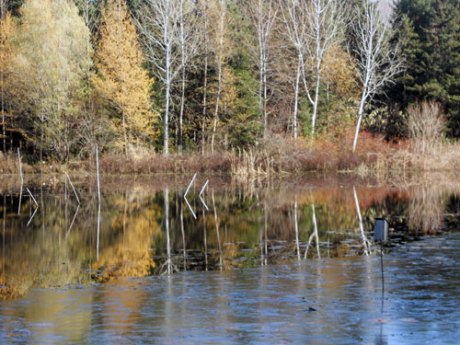 The vibrant colours of autumn have gone, and left these subtle, mysterious hues behind.