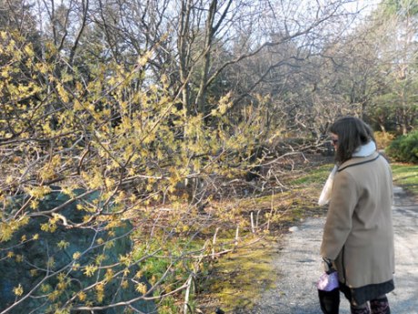 GJ caught me admiring a beautiful yellow witch hazel in bloom. We used to have an orange one, I just love them.