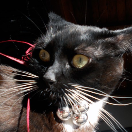 TC impersonating the crazy-eye expression of some of the shoppers downtown today.