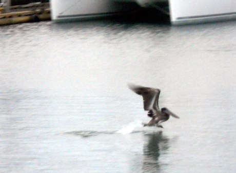 Rare brown pelican sighting in the Inner Harbour.