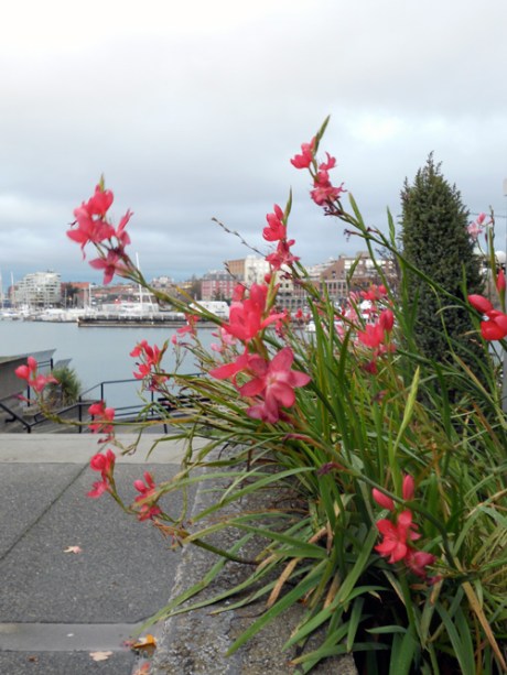 Near the Coho Terminal: winter flowers and a view of downtown.