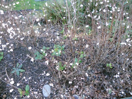 Pretty white berries make me long for snow.