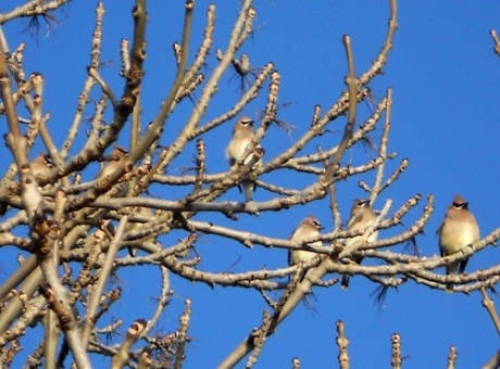 Cedar Waxwings!