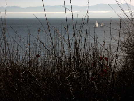 Nice day for a sail! From Dallas Road at Douglas.