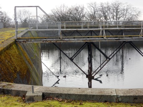 Lots of birds take advantage of the old reservoir. In the summer, it's a great place to watch swallows.