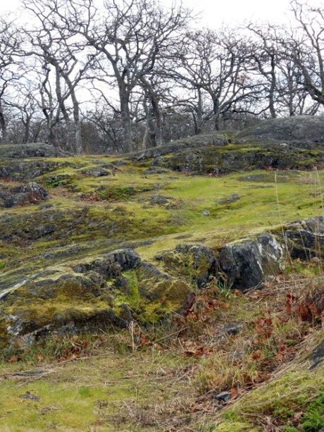 One of the largest Garry Oak meadows in the city.
