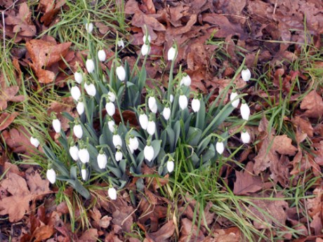 The lovely snowdrop, always our first sign of spring's approach.
