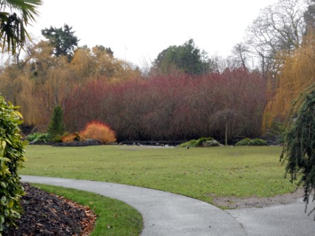 Was delighted by this scene at Beacon Hill Park; so many colours for a mid-January day!