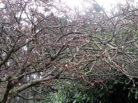From a distance, I thought this tree was experiencing an early bloom. Upon closer inspection, I find it covered with berries in shades of pink and white.