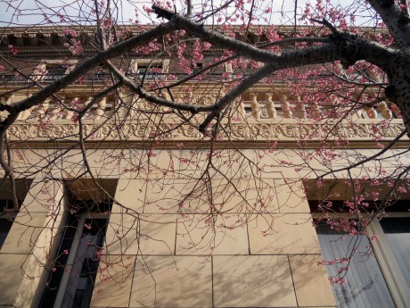Some early cherry blossoms  set off by the beautiful Union Club, downtown Victoria BC.