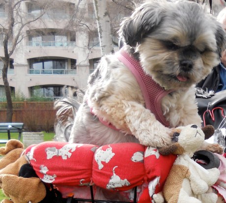 This is Gemma. We couldn't resist crossing the street to meet her. She was so sweet, soft and wiggly!