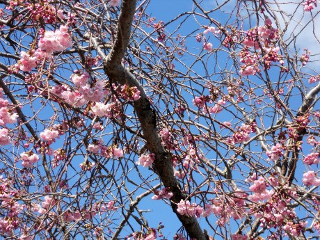 The air is full of the scent of cherry and plum blossoms.