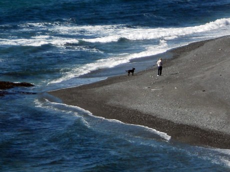 A big brown dogs enjoys the beach with his human. Lots of frolicking canines of all shapes and sizes in the off-leash area too.