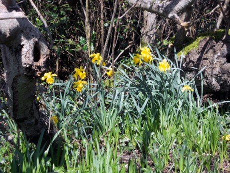 It's definitely the height of daffodil season; they are everywhere and abundant this year!