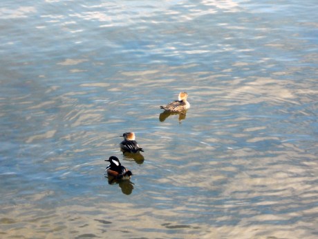 A trio of darling Hooded Mergansers.