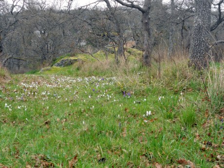 dkn_SummitParkCrocus1