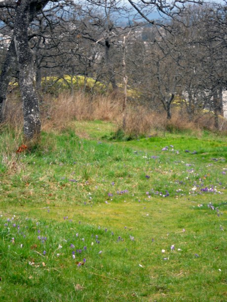 dkn_SummitParkCrocus2