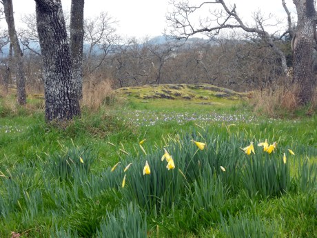 dkn_SummitParkCrocus3