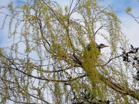This one was trying to break off willow branches.