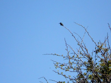 We've been seeing several hummingbirds along the waterfront this year.