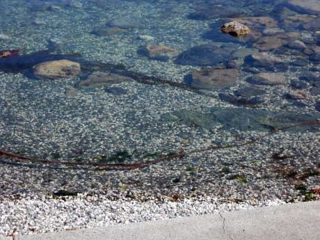 Walking along Ross Bay and enjoying the colours and textures of the shore and water.