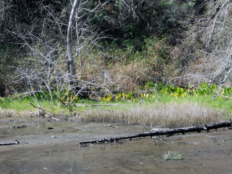 A large growth of skunk cabbage at the edge of the mud flats.