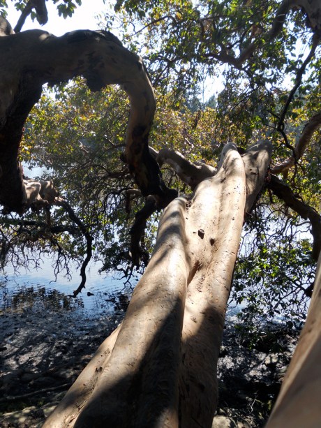 Another twisty tree.