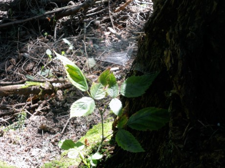 Sunbeams and spiderwebs.
