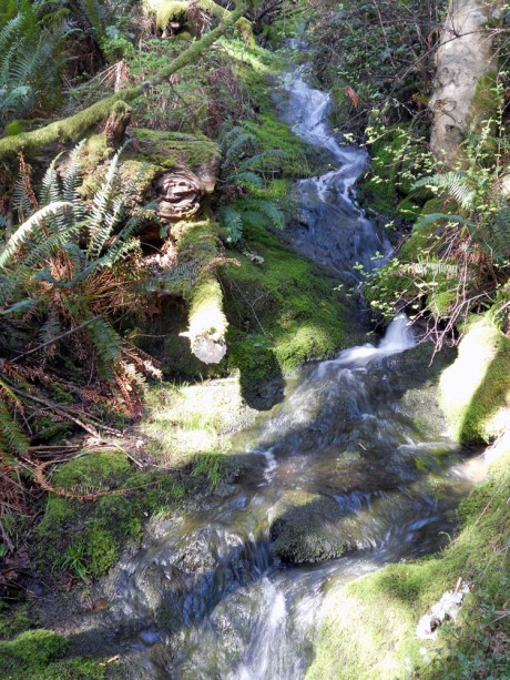 The trickle of streams through the forest.