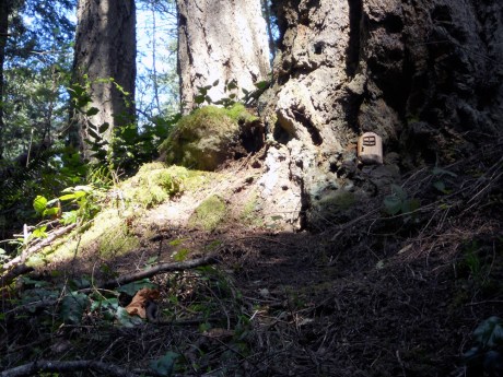 A tiny forest fairy door.