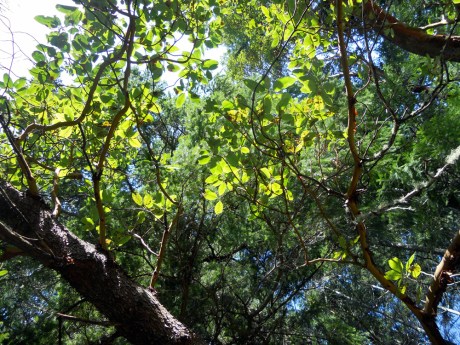 Magnificent spring greens.