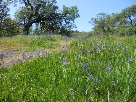 Beacon Hill Park in Victoria BC: every week brings new colours, ever-changing landscapes to explore. I'm looking forward to some summer picnics this year.