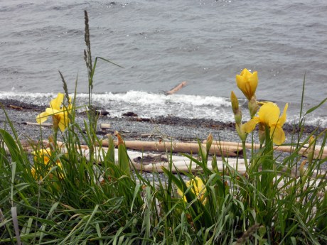 We were surprised to see these large yellow irises growing wild.