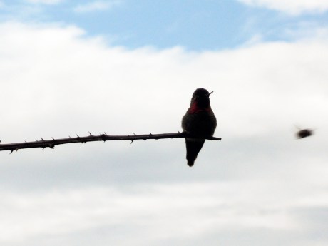 This Hummingbird flew down and landed on a branch just where we were walking along Dallas Road. It was so close and stayed for so long, we couldn't resist taking a lot of pictures. In this one, as a bee flies by, you can almost make out the rich magenta colour of its throat. The sun was behind it unfortunately.