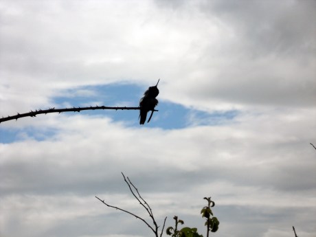 Scratching its little neck.