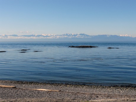 Such a beautiful morning at the Dallas Road waterfront. The ocean was calm and the Olympic Mountains were glimmering in the morning sun. Just after I took this, I met Fred the west-highland terrier and his human. Fred sat by my feet while I spoke with his human; I wish I had remembered to take his picture as he was so very sweet.