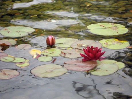 What a lovely walk we took for the first day of summer. This beautiful lily graces the fish pond at The Parkside on Humboldt Street, Victoria BC.