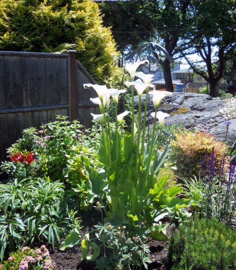 Our first stop, a perfect little garden in Fairfield very near the ocean.