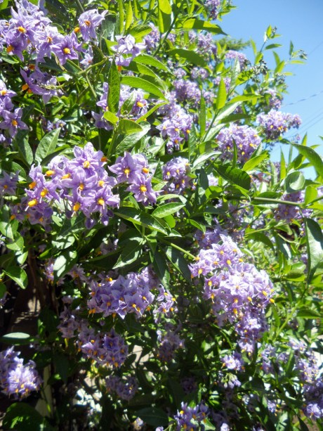Several gardens on the tour this year had prominent potato vine. So pretty.