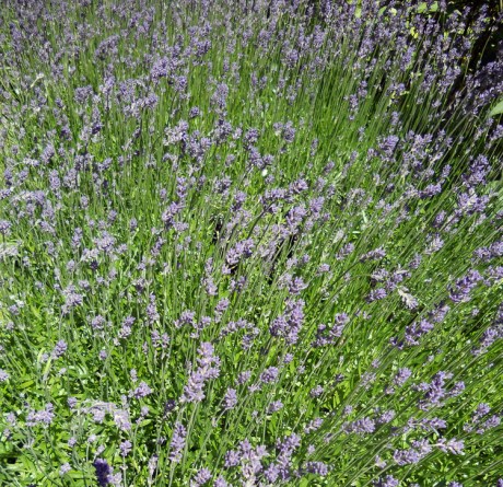 One garden in Oak Bay had an amazing bed of lavender, probably at least 12x5 feet.