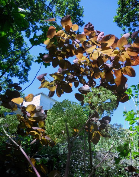 A garden in Oak Bay with a steep slope allows for layers of plantings and many beautiful vantage points.