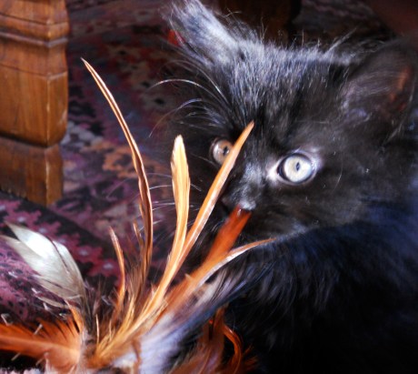 Baby Zelda, nine weeks old, with Carlos' favourite feather toy.
