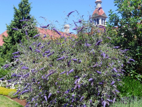 The sweet smell of Buddleia flower; several large bushes behind St. Ann's Academy.