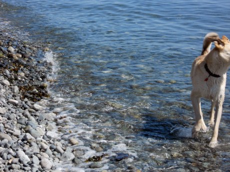 Duece is an awesome yellow dog who lives with her human, our friend Feather George, in Tofino BC. She was loving the water after a day of walking all around the city.