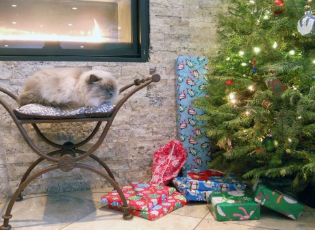 A big charming cat enjoying the Holidays!